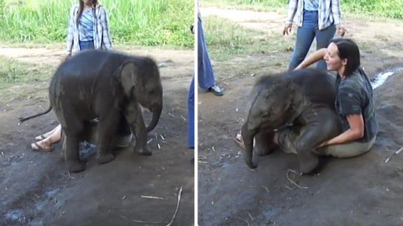 Un bébé éléphant choisit cette touriste entre toutes. Et ce qu'il fait est trop mignon !