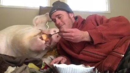Un homme donne à manger à son cochon avec une fourchette, et il adore ça !