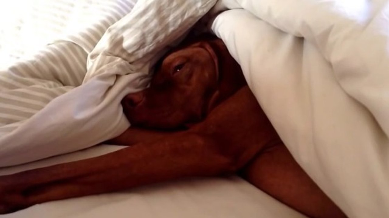 Ce chien fatigué est réveillé par le réveil matin. Sa réaction est immédiate