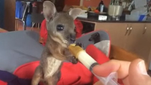 Après avoir été sauvé, un bébé kangourou boit au biberon