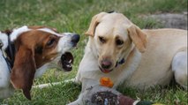 Chien qui grogne : que faire et quelles sont les causes ?