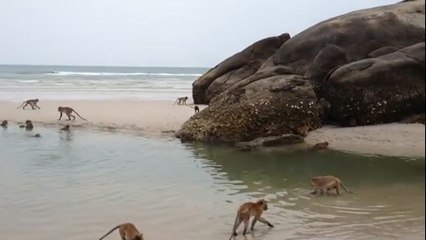 Ces singes profitent d'une plage déserte pour se baigner