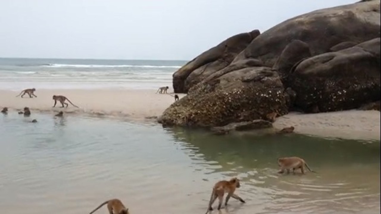 Ces singes profitent d'une plage déserte pour se baigner