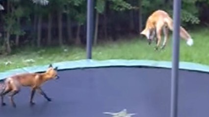 Deux renards s'amusent à sauter sur un trampoline