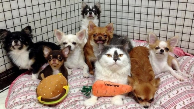 Ce petit chat est le leader d'une famille de... Chihuahuas