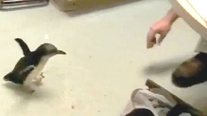 Ce pingouin a une réaction incroyable quand il retrouve son chemin