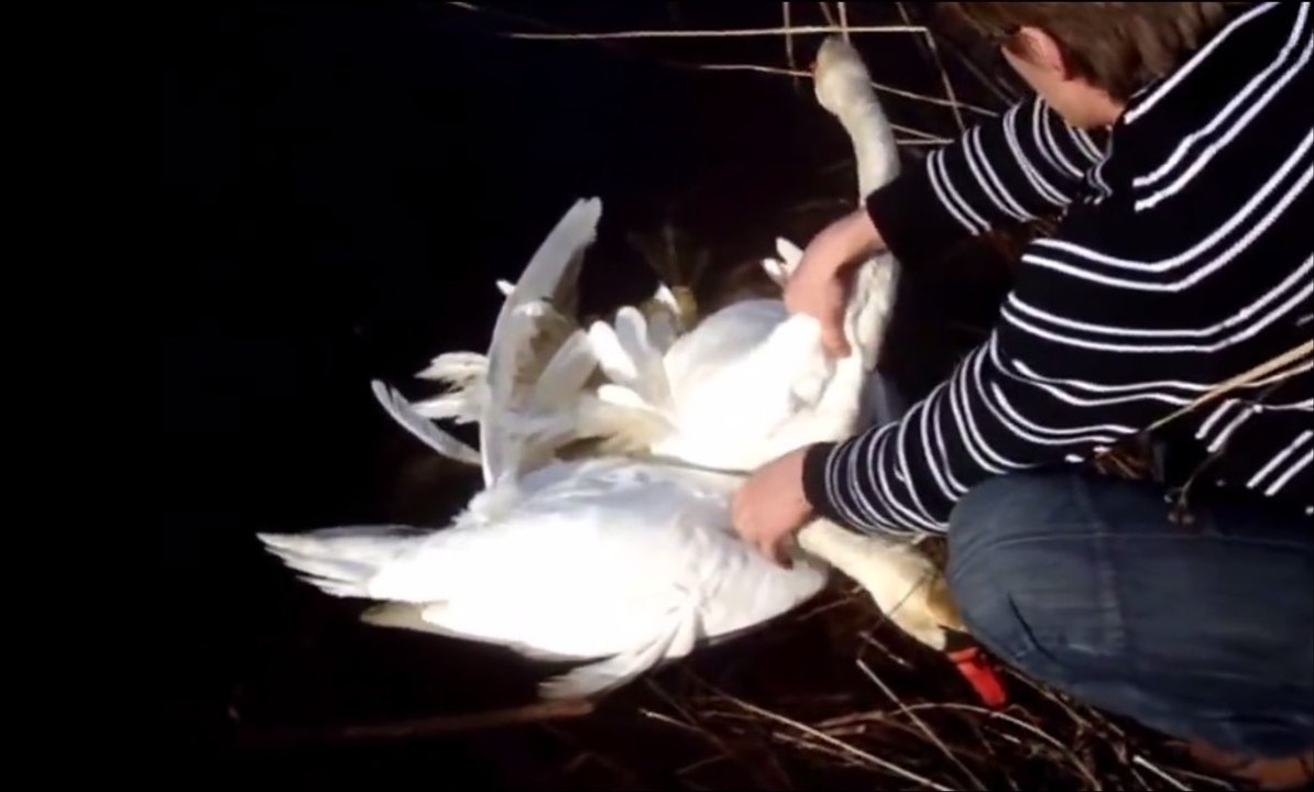 Ces deux cygnes appelaient à l'aide. Ce qu'a fait cet homme les a sauvés