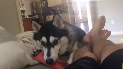 Ce husky joue un joli tour à son maître quand il s'amuse