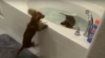 Ces deux chiens font la course pour prendre leur bain