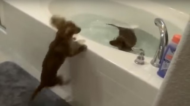 Ces deux chiens font la course pour prendre leur bain