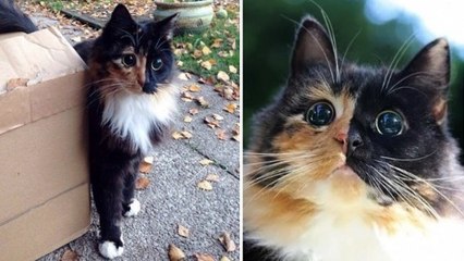 Derrière ce magnifique regard, cette chatte cache un handicap insoupçonné