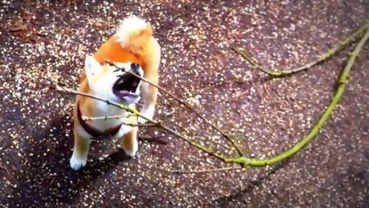 Un chiot Shiba Inu est vraiment très fier de son bâton