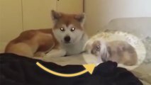 Dérangé par un lapin joueur, ce chien a une réaction qui va vous faire craquer