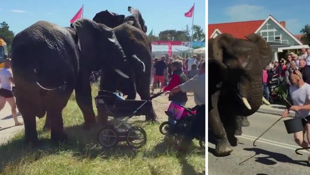 Echappés d'un cirque au Danemark, trois éléphants deviennent fous et effraient tout le monde en pleine rue