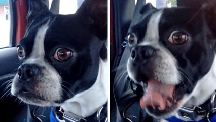 Ce chien parvient à imiter une chèvre et un dauphin