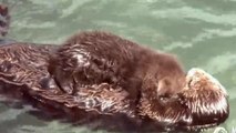Une loutre et son bébé se font un câlin
