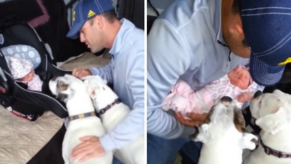 Il présente son nouveau-né à ses deux chiens. Leurs réactions sont magiques