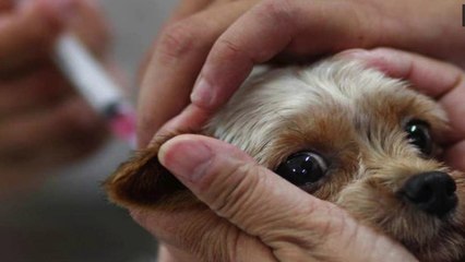 Télécharger la video: Maladies du chien : reconnaître les symptômes des maladies graves