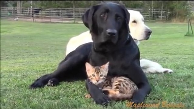 Ce chien ne laissera personne faire du mal à ce chaton