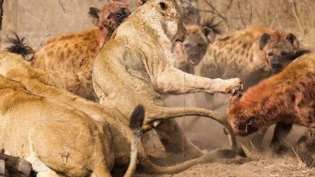 Le combat impressionnant entre une meute de hyènes et un lion