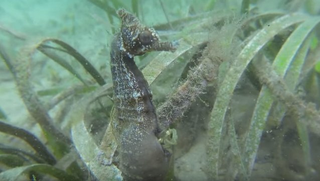 Moment rare: la naissance de bébés hippocampes filmée en direct