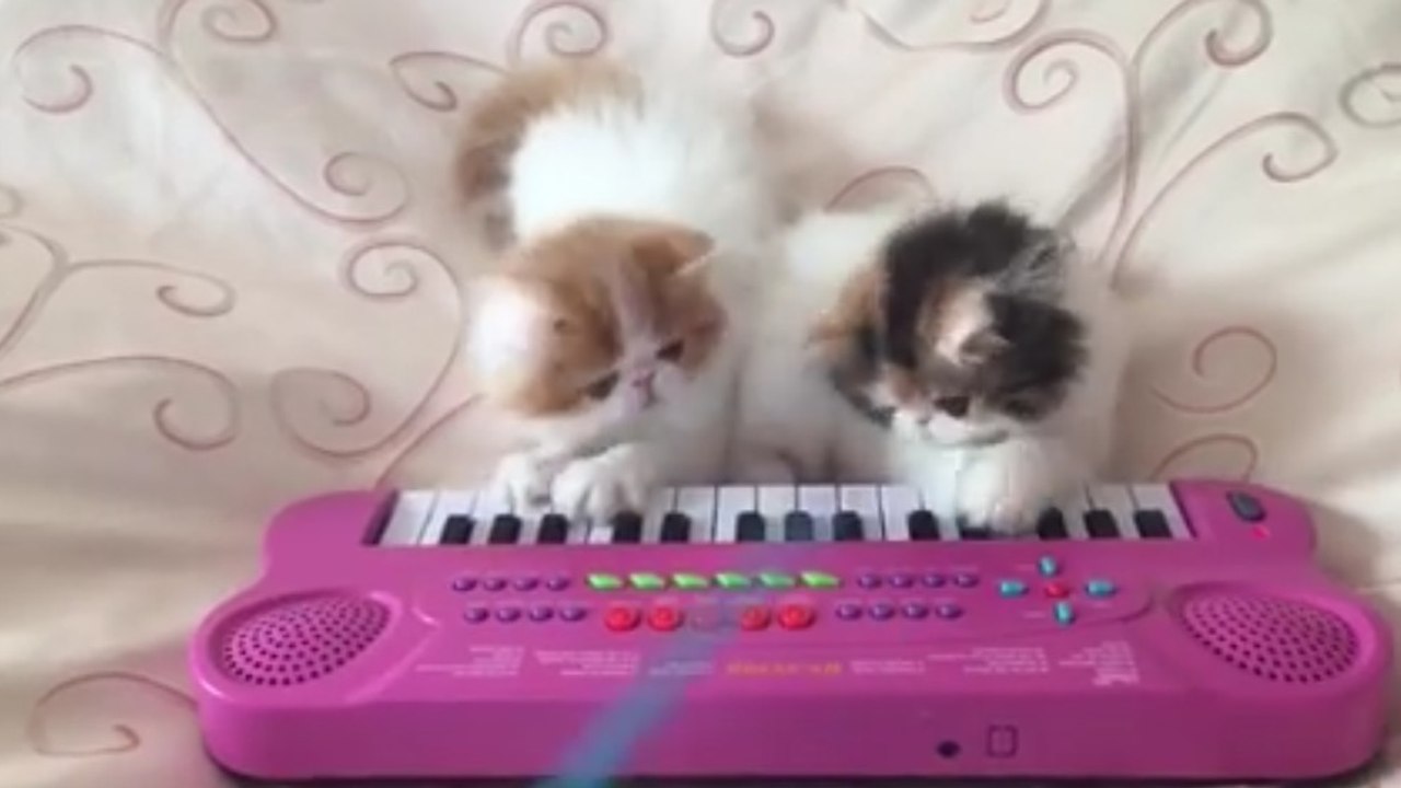 Ces chatons jouent du synthétiseur