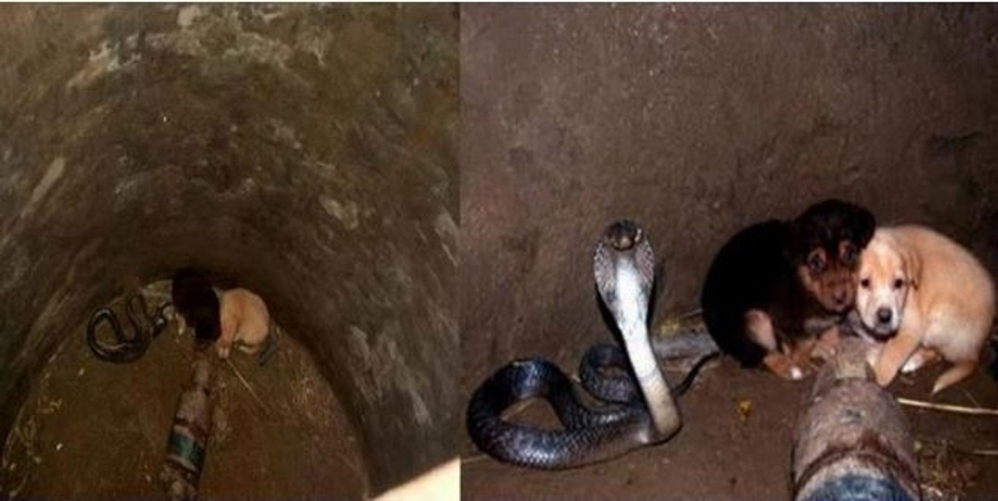 Ces deux chiots sont restés coincés 48 heures avec un cobra... qui semblait les protéger