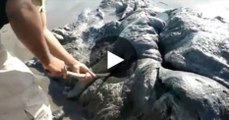 Une étrange créature marine s'échoue sur une plage du Mexique