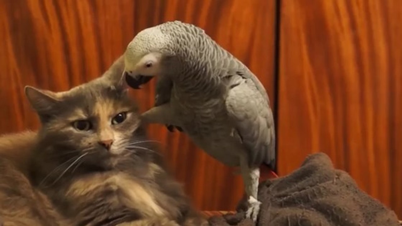 Ce perroquet adore embêter ce chat qui réagit au dernier moment