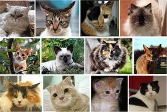 Dis-moi quel chat tu as, je te dirai qui tu es !