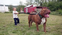 Hulk, le plus gros pitbull du monde pèse 80 kilos