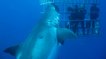 Deep Blue : le plus gros requin du monde pour la première fois filmé par des plongeurs