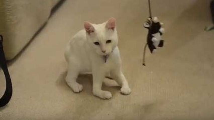 Né sans os aux pattes, Harvey est un chaton rescapé