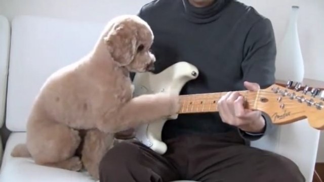 Ce caniche joue de la guitare électrique avec son maître...Et il joue juste !