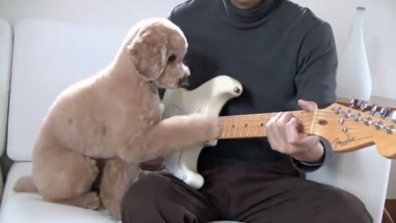 Ce caniche joue de la guitare électrique avec son maître...Et il joue juste !