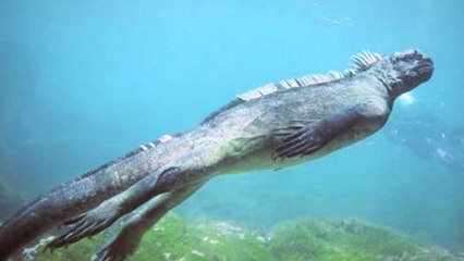 Des plongeurs tombent nez-à-nez avec un iguane marin, une créature assez étrange