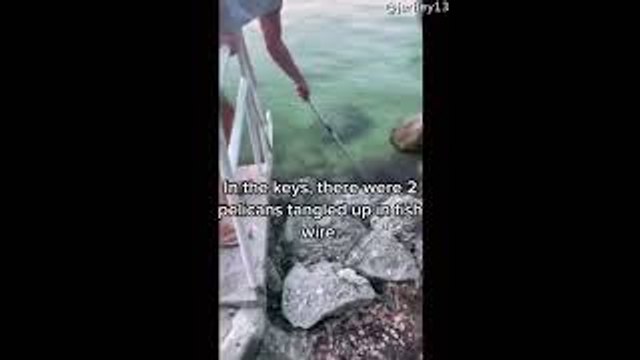 Rescuing Pelicans Tangled in Fishing Wire