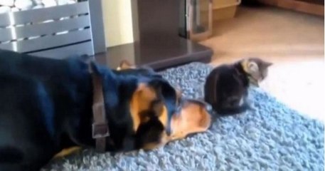 Ces chiens veulent absolument devenir amis avec ces chats... regardez leur réaction