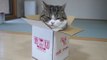 Ce chat adore sauter dans les boîtes trop petites pour lui