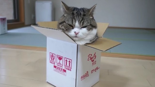 Ce chat adore sauter dans les boîtes trop petites pour lui