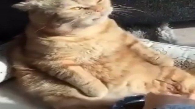 Cet animal n'est pas un chat... C'est un pacha