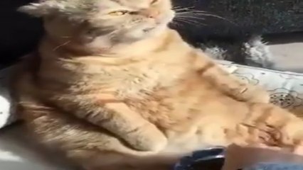 Cet animal n'est pas un chat...  C'est un pacha