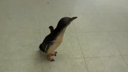 Ce pingouin est très chatouilleux et éclate carrément de rire !