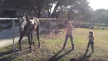 Un cheval avec le rythme dans la peau danse avec des enfants