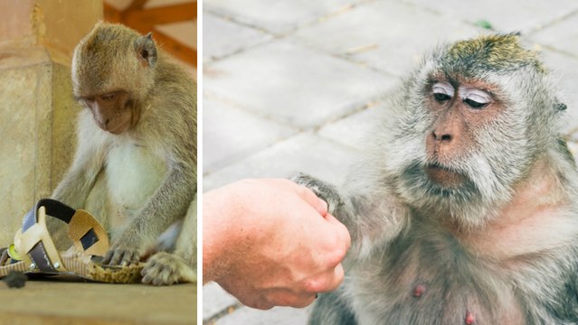 Bali : voilà pourquoi les singes du temple d'Uluwatu vous volent vos affaires