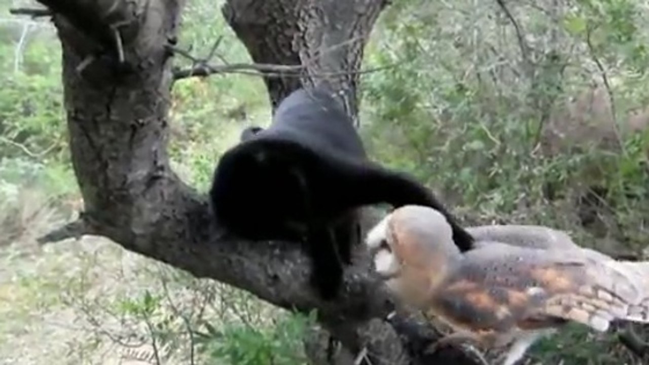 Découvrez la drôle d'amitié entre un chat noir et une chouette !
