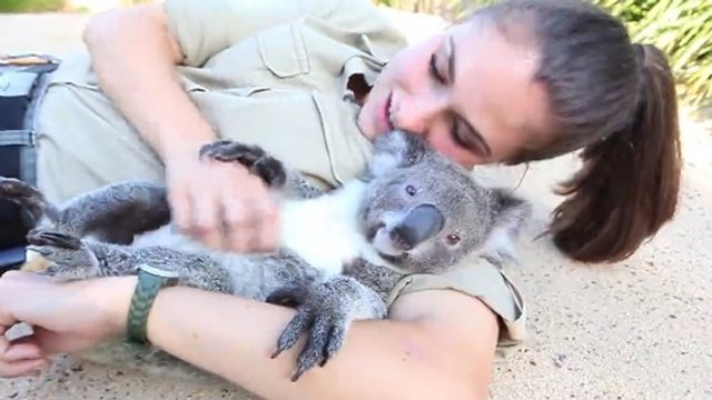 Ce koala adore les câlins !