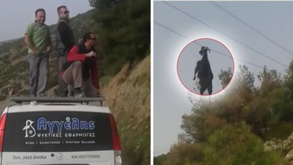 Ces hommes sauvent une chèvre coincée sur un câble électrique !