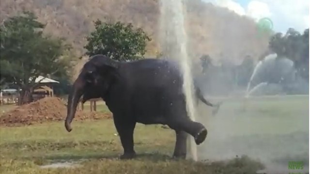 Un éléphant détruit un arroseur pour se doucher