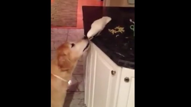 Ce perroquet n'hésite pas une seconde à partager sa nourriture avec son ami !